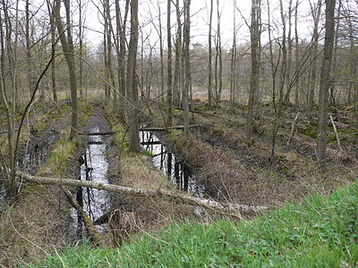 Voorbeeld van een volgroeid Rabattenbos